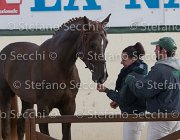 Appio Claudio TosTour2013- S5 3001 : Appio Claudio, Arezzo, Arezzo Equestrian Centre, Cavalli d'Italia, Toscana Tour 2013, foto di Stefano Secchi ©